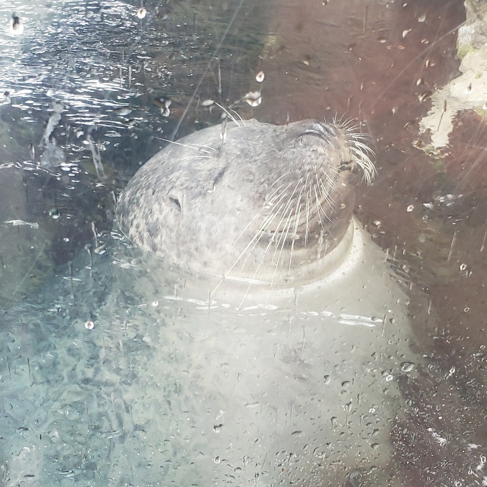 Meet your Posher, Kinsey